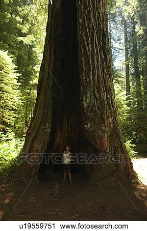 Stock Image -  CA, California, Pacific Ocean, Redwood National and State Parks, Prairie Creek Redwoods State Park, woman looking up inside a hollow redwood tree. Fotosearch