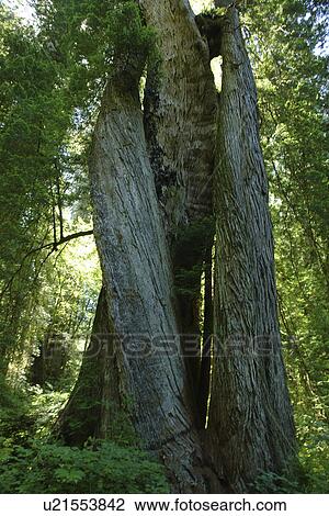 CA, California, Pacific Ocean, Redwood National and State Parks, Prairie Creek Redwoods State Park, corkscrew tree View Large Photo Image Stock Image - CA, California, Pacific Ocean, Redwood National and State Parks, Prairie Creek Redwoods State Park, corkscrew tree. Fotosearch