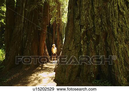 Stock Photo -  CA, California, Pacific Ocean, Redwood National and State Parks, Prairie Creek Redwoods State Park. Fotosearch