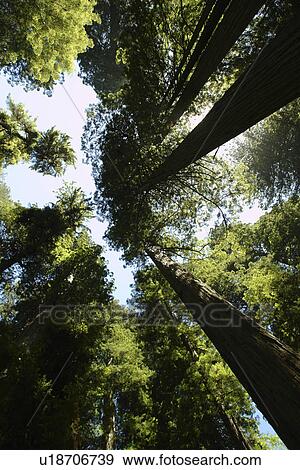 CA, California, Pacific Ocean, Redwood National and State Parks, Prairie Creek Redwoods State Park, canopy, redwood trees, looking up, sky View Large Photo Image Stock Photo - CA, California, Pacific Ocean, Redwood National and State Parks, Prairie Creek Redwoods State Park, canopy, redwood trees, looking up, sky. Fotosearch