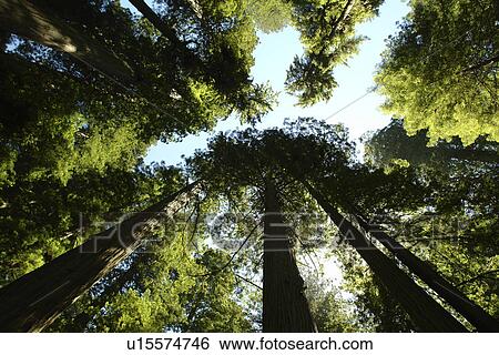 Stock Photograph -  CA, California, Pacific Ocean, Redwood National and State Parks, Prairie Creek Redwoods State Park, canopy, redwood trees, looking up, sky. Fotosearch