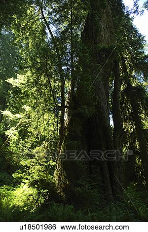 CA, California, Pacific Ocean, Redwood National and State Parks, Prairie Creek Redwoods State Park View Large Photo Image Stock Photograph - CA, California, Pacific Ocean, Redwood National and State Parks, Prairie Creek Redwoods State Park. Fotosearch