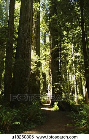 Stock Photography -  CA, California, Pacific Ocean, Redwood National and State Parks, Prairie Creek Redwoods State Park, woman looking up at redwood trees. Fotosearch