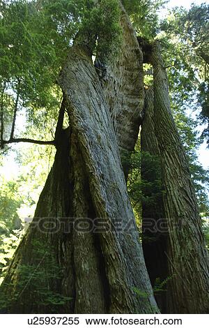 CA, California, Pacific Ocean, Redwood National and State Parks, Prairie Creek Redwoods State Park, corkscrew tree View Large Photo Image Stock Photography - CA, California, Pacific Ocean, Redwood National and State Parks, Prairie Creek Redwoods State Park, corkscrew tree. Fotosearch