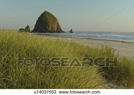 Stock Image -  Cannon Beach, OR, Oregon, Pacific Ocean, Pacific Coast Scenic Byway, Rt Route, Highway 101, Cannon Beach, Haystack Rock. Fotosearch