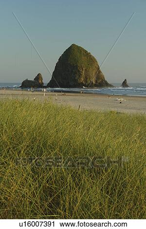 Stock Image -  Cannon Beach, OR, Oregon, Pacific Ocean, Pacific Coast Scenic Byway, Rt Route, Highway 101, Cannon Beach, Haystack Rock. Fotosearch