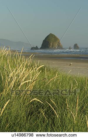 Cannon Beach, OR, Oregon, Pacific Ocean, Pacific Coast Scenic Byway, Rt Route, Highway 101, Cannon Beach, Haystack Rock View Large Photo Image Stock Photo - Cannon Beach, OR, Oregon, Pacific Ocean, Pacific Coast Scenic Byway, Rt Route, Highway 101, Cannon Beach, Haystack Rock. Fotosearch