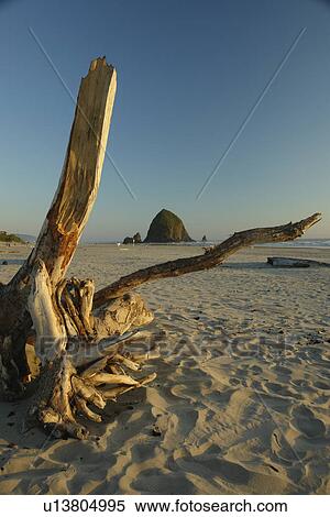 Cannon Beach, OR, Oregon, Pacific Ocean, Pacific Coast Scenic Byway, Rt Route, Highway 101, Cannon Beach, Haystack Rock View Large Photo Image Stock Photography - Cannon Beach, OR, Oregon, Pacific Ocean, Pacific Coast Scenic Byway, Rt Route, Highway 101, Cannon Beach, Haystack Rock. Fotosearch