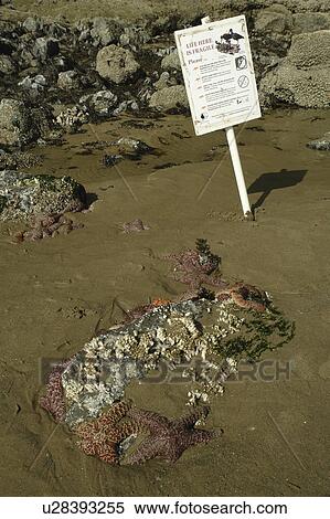 Stock Photography -  Cannon Beach, OR, Oregon, Pacific Ocean, Pacific Coast Scenic Byway, Rt Route, Highway 101, Cannon Beach, Haystack Rock, starfish. Fotosearch