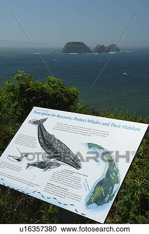 Cape Meares, OR, Oregon, Pacific Ocean, Pacific Coast Scenic Byway, Rt Route, Highway 101, Cape Meares State Scenic Viewpoint, overlook, interpretive sign, whale protection View Large Photo Image Stock Image -  Cape Meares, OR, Oregon, Pacific Ocean, Pacific Coast Scenic Byway, Rt Route, Highway 101, Cape Meares State Scenic Viewpoint, overlook, interpretive sign, whale protection. Fotosearch