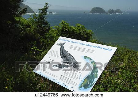 Cape Meares, OR, Oregon, Pacific Ocean, Pacific Coast Scenic Byway, Rt Route, Highway 101, Cape Meares State Scenic Viewpoint, overlook, interpretive sign, whale protection View Large Photo Image Stock Photograph -  Cape Meares, OR, Oregon, Pacific Ocean, Pacific Coast Scenic Byway, Rt Route, Highway 101, Cape Meares State Scenic Viewpoint, overlook, interpretive sign, whale protection. Fotosearch