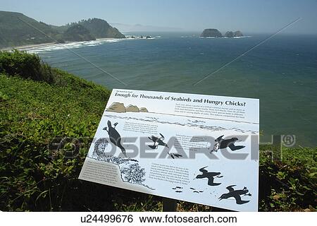 Cape Meares, OR, Oregon, Pacific Ocean, Pacific Coast Scenic Byway, Rt Route, Highway 101, Cape Meares State Scenic Viewpoint, overlook, interpretive sign View Large Photo Image Stock Photograph - Cape Meares, OR, Oregon, Pacific Ocean, Pacific Coast Scenic Byway, Rt Route, Highway 101, Cape Meares State Scenic Viewpoint, overlook, interpretive sign. Fotosearch