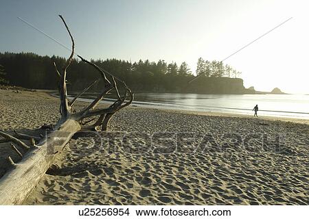 Charleston, OR, Oregon, Pacific Ocean, Sunset Bay State Park View Large Photo Image Picture - Charleston, OR, Oregon, Pacific Ocean, Sunset Bay State Park. Fotosearch