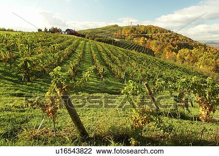 Charlottesville, VA, Virginia, Kluge Estate Winery & Vineyard View Large Photo Image Stock Image -  Charlottesville, VA, Virginia, Kluge Estate Winery & Vineyard. Fotosearch
