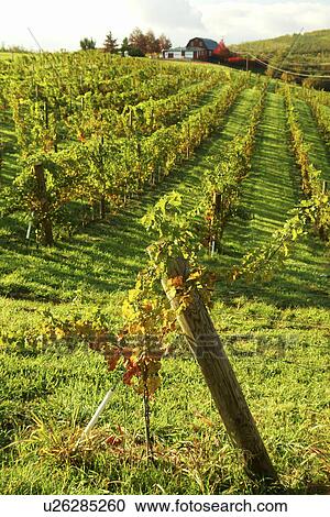 Charlottesville, VA, Virginia, Kluge Estate Winery & Vineyard View Large Photo Image Stock Image -  Charlottesville, VA, Virginia, Kluge Estate Winery & Vineyard. Fotosearch