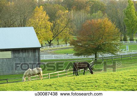 Stock Photo -  Chester County, PA, Pennsylvania, Horse Farm. Fotosearch