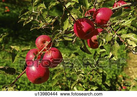 Picture -  Emmitsburg, MD, Maryland, Catoctin Mountain Orchard, Apple Orchard, Roadside Market. Fotosearch