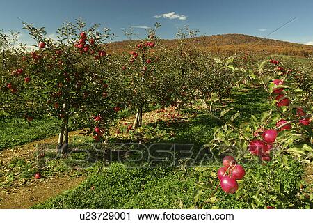 Emmitsburg, MD, Maryland, Catoctin Mountain Orchard, Apple Orchard, Roadside Market View Large Photo Image Stock Image - Emmitsburg, MD, Maryland, Catoctin Mountain Orchard, Apple Orchard, Roadside Market. Fotosearch