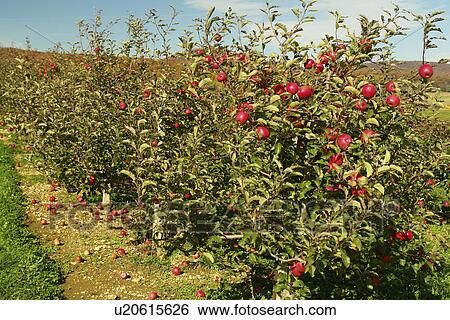 Stock Photograph -  Emmitsburg, MD, Maryland, Catoctin Mountain Orchard, Apple Orchard. Fotosearch