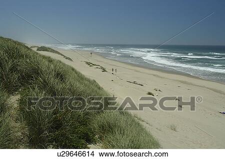 Picture -  Florence, OR, Oregon, Pacific Ocean, Pacific Coast Scenic Byway, Rt Route, Highway 101, Oregon Dunes National Recreation Area, Siuslaw National Forest, Jessie M. Honeyman Memorial State Park, dunes, beach. Fotosearch