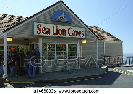 Florence, OR, Oregon, Pacific Ocean, Pacific Coast Scenic Byway, Rt Route, Highway 101, Sea Lion Point, Sea Lion Caves View Large Photo Image Stock Photography - Florence, OR, Oregon, Pacific Ocean, Pacific Coast Scenic Byway, Rt Route, Highway 101, Sea Lion Point, Sea Lion Caves. Fotosearch
