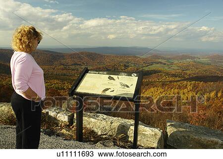 Front Royal, VA, Virginia, Shenandoah Valley, Shenandoah National Park, Skyline Drive, overlook, woman View Large Photo Image Stock Image - Front Royal, VA, Virginia, Shenandoah Valley, Shenandoah National Park, Skyline Drive, overlook, woman. Fotosearch