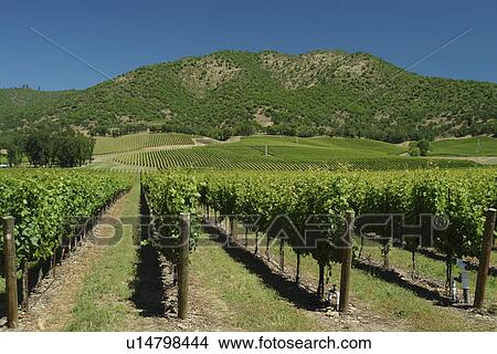 Gold Hill, OR, Oregon, Del Rio Vineyards, winery View Large Photo Image Picture - Gold Hill, OR, Oregon, Del Rio Vineyards, winery. Fotosearch