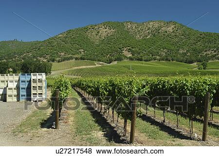 Gold Hill, OR, Oregon, Del Rio Vineyards, winery View Large Photo Image Stock Photo - Gold Hill, OR, Oregon, Del Rio Vineyards, winery. Fotosearch