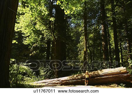 Stock Image -  Jedediah Smith Redwoods State Park and Redwood National and State Parks, CA, California, Frank D. Stout Memorial Grove. Fotosearch