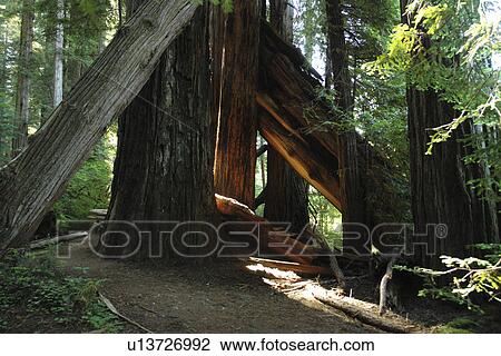 Jedediah Smith Redwoods State Park and Redwood National and State Parks, CA, California, Frank D. Stout Memorial Grove View Large Photo Image Stock Image - Jedediah Smith Redwoods State Park and Redwood National and State Parks, CA, California, Frank D. Stout Memorial Grove. Fotosearch