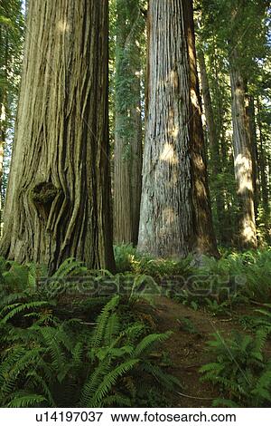 Jedediah Smith Redwoods State Park and Redwood National and State Parks, CA, California, Frank D. Stout Memorial Grove View Large Photo Image Stock Photo - Jedediah Smith Redwoods State Park and Redwood National and State Parks, CA, California, Frank D. Stout Memorial Grove. Fotosearch