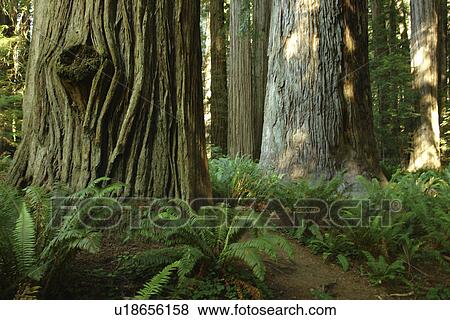 Jedediah Smith Redwoods State Park and Redwood National and State Parks, CA, California, Frank D. Stout Memorial Grove View Large Photo Image Stock Photo - Jedediah Smith Redwoods State Park and Redwood National and State Parks, CA, California, Frank D. Stout Memorial Grove. Fotosearch
