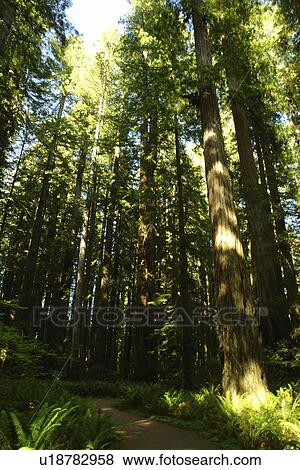 Jedediah Smith Redwoods State Park and Redwood National and State Parks, CA, California, Frank D. Stout Memorial Grove View Large Photo Image Stock Photo - Jedediah Smith Redwoods State Park and Redwood National and State Parks, CA, California, Frank D. Stout Memorial Grove. Fotosearch