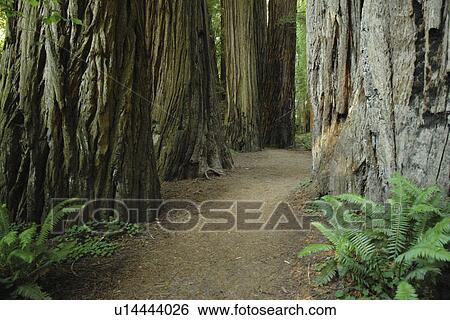 Jedediah Smith Redwoods State Park and Redwood National and State Parks, CA, California, Frank D. Stout Memorial Grove View Large Photo Image Stock Photograph - Jedediah Smith Redwoods State Park and Redwood National and State Parks, CA, California, Frank D. Stout Memorial Grove. Fotosearch