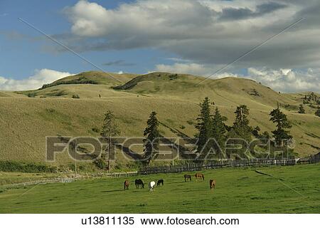 Kamloops, British Columbia, Canada, Route 5A, Nicola River Valley, prairie, grasslands, horses grazing View Large Photo Image Stock Photography - Kamloops, British Columbia, Canada, Route 5A, Nicola River Valley, prairie, grasslands, horses grazing. Fotosearch