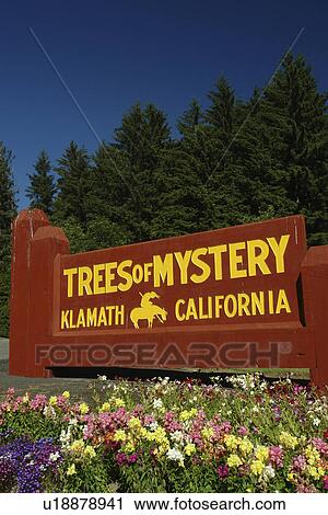 Klamath, CA, California, Pacific Ocean, Trees of Mystery View Large Photo Image Stock Image - Klamath, CA, California, Pacific Ocean, Trees of Mystery. Fotosearch