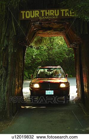 Stock Image -  Klamath, CA, California, Tour Thru Tree, Redwood, car. Fotosearch
