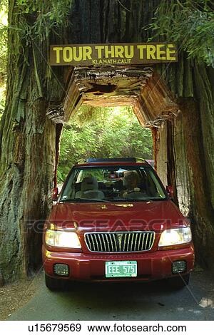Stock Photo -  Klamath, CA, California, Tour Thru Tree, Redwood, car. Fotosearch