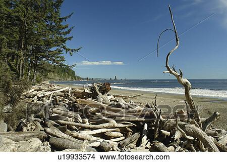 La Push, WA, Washington, Pacific Ocean, Olympic Peninsula, Olympic National Park, Third Beach View Large Photo Image Picture - La Push, WA, Washington, Pacific Ocean, Olympic Peninsula, Olympic National Park, Third Beach. Fotosearch