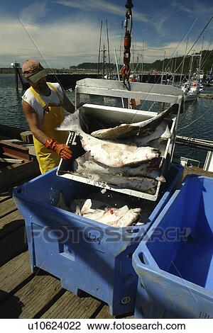 Stock Image -  La Push, WA, Washington, Pacific Ocean, Olympic Peninsula, Quileute Indian Reservation, fisherman, fish. Fotosearch