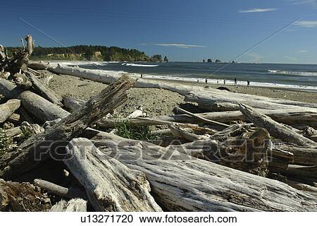 La Push, WA, Washington, Pacific Ocean, Olympic Peninsula, Quileute Indian Reservation, beach View Large Photo Image Stock Image - La Push, WA, Washington, Pacific Ocean, Olympic Peninsula, Quileute Indian Reservation, beach. Fotosearch