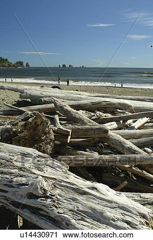 La Push, WA, Washington, Pacific Ocean, Olympic Peninsula, Quileute Indian Reservation, beach View Large Photo Image Stock Image - La Push, WA, Washington, Pacific Ocean, Olympic Peninsula, Quileute Indian Reservation, beach. Fotosearch