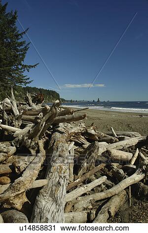Stock Image -  La Push, WA, Washington, Pacific Ocean, Olympic Peninsula, Olympic National Park, Third Beach. Fotosearch