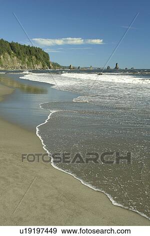 La Push, WA, Washington, Pacific Ocean, Olympic Peninsula, Olympic National Park, Third Beach View Large Photo Image Stock Photo - La Push, WA, Washington, Pacific Ocean, Olympic Peninsula, Olympic National Park, Third Beach. Fotosearch