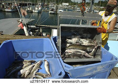 La Push, WA, Washington, Pacific Ocean, Olympic Peninsula, Quileute Indian Reservation, fisherman, fish View Large Photo Image Stock Photo - La Push, WA, Washington, Pacific Ocean, Olympic Peninsula, Quileute Indian Reservation, fisherman, fish. Fotosearch