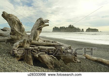 Stock Photo -  La Push, WA, Washington, Pacific Ocean, Olympic Peninsula, Olympic National Park, Rialto Beach. Fotosearch