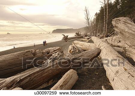 La Push, WA, Washington, Pacific Ocean, Olympic Peninsula, Olympic National Park, Rialto Beach View Large Photo Image Stock Photo - La Push, WA, Washington, Pacific Ocean, Olympic Peninsula, Olympic National Park, Rialto Beach. Fotosearch