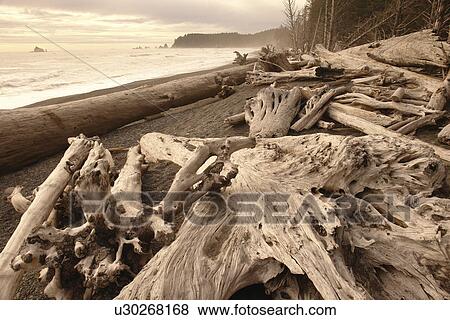 Stock Photo -  La Push, WA, Washington, Pacific Ocean, Olympic Peninsula, Olympic National Park, Rialto Beach. Fotosearch