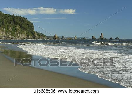 La Push, WA, Washington, Pacific Ocean, Olympic Peninsula, Olympic National Park, Third Beach View Large Photo Image Stock Photograph - La Push, WA, Washington, Pacific Ocean, Olympic Peninsula, Olympic National Park, Third Beach. Fotosearch