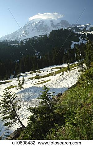 Mt. Rainier National Park, WA, Washington, Mount Rainier View Large Photo Image Stock Image - Mt. Rainier National Park, WA, Washington, Mount Rainier. Fotosearch